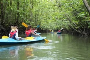 langkawi mangrove kayak
